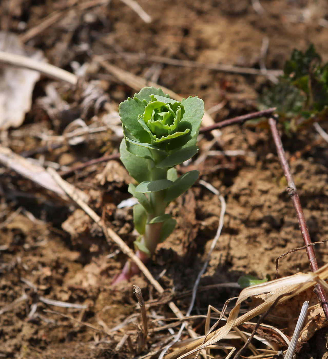 Изображение особи Hylotelephium triphyllum.