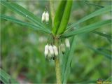 Polygonatum verticillatum