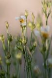 Linum czernjajevii. Верхушка отцветающего растения (гипохромная форма). Ростовская обл., Усть-Донецкий р-н, окр. станицы Раздорская, каменистый склон. 08.06.2017.