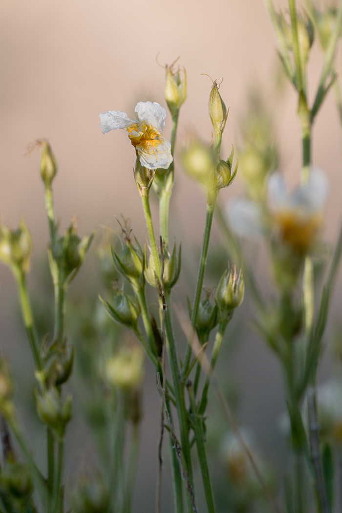 Image of Linum czernjajevii specimen.