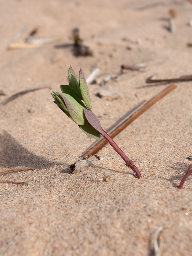 Image of Lathyrus japonicus ssp. maritimus specimen.