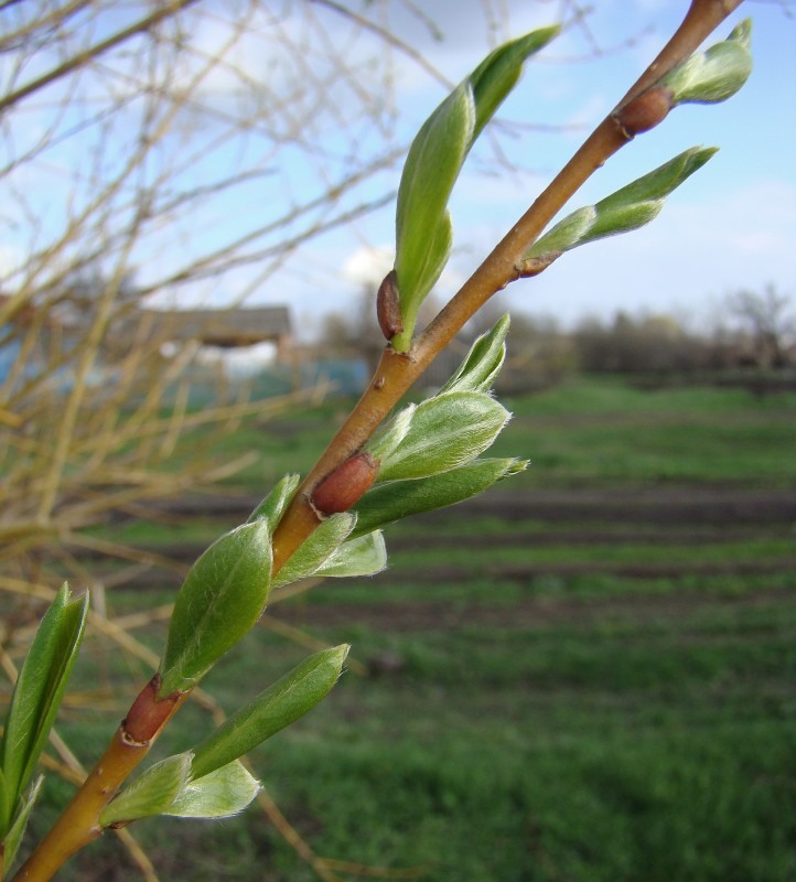 Image of Salix hexandra specimen.