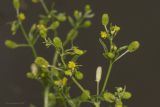 Ranunculus sceleratus