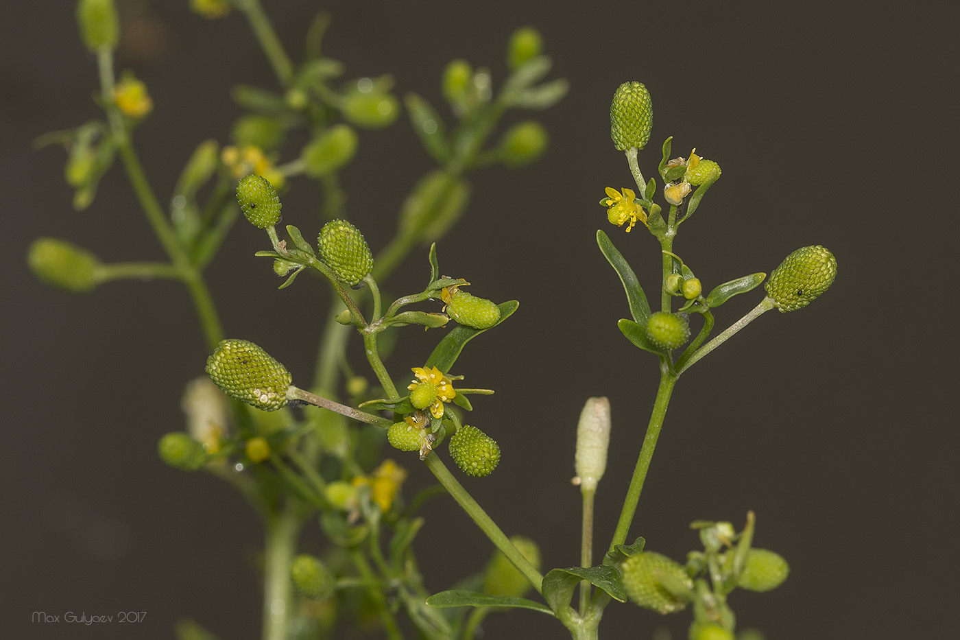 Изображение особи Ranunculus sceleratus.