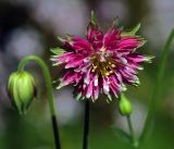 Aquilegia разновидность stellata