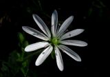 Stellaria bungeana