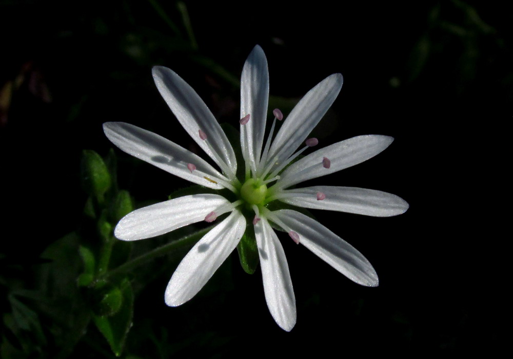 Image of Stellaria bungeana specimen.