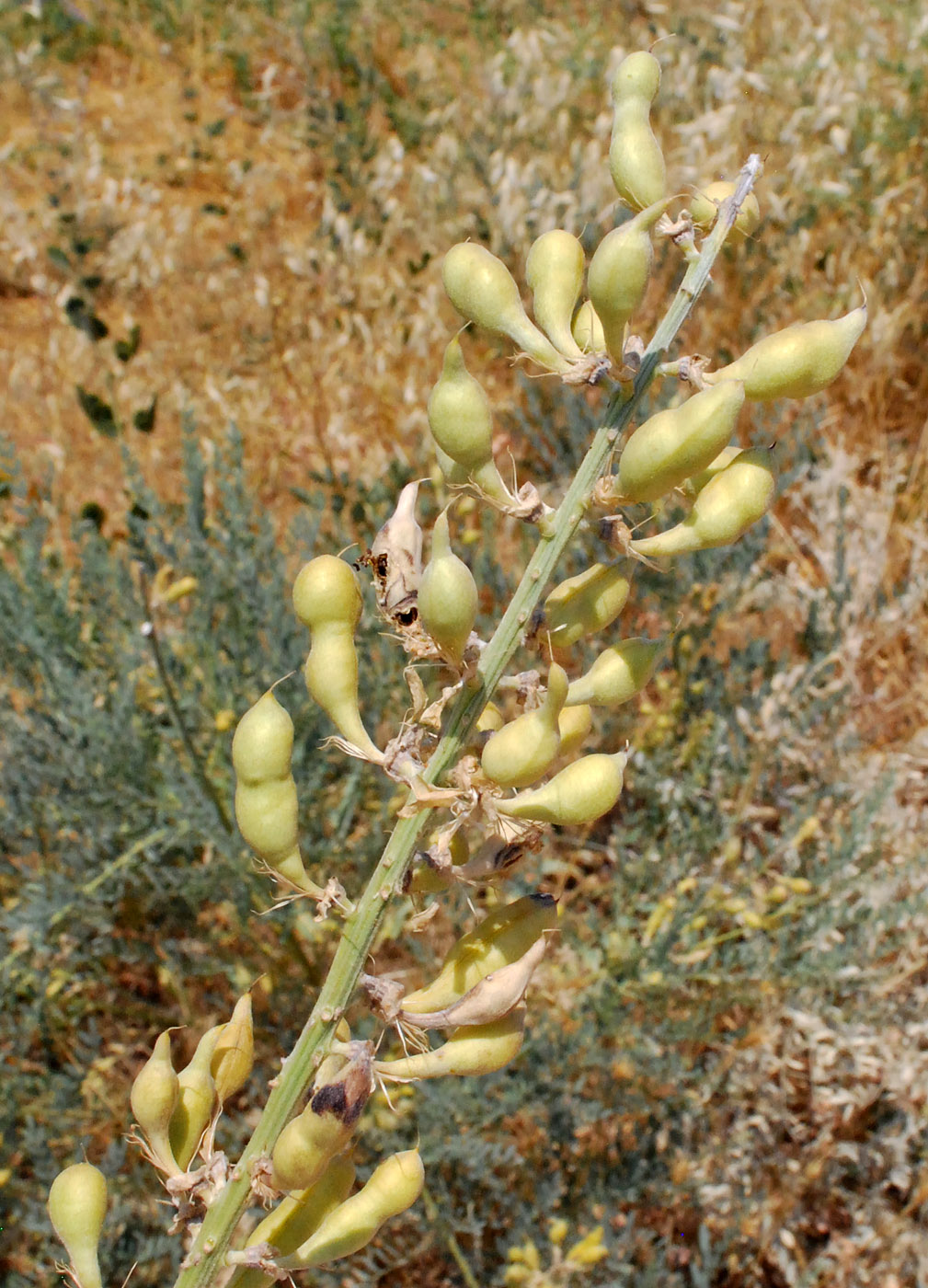 Изображение особи Goebelia pachycarpa.