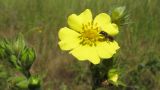 Potentilla recta ssp. pilosa