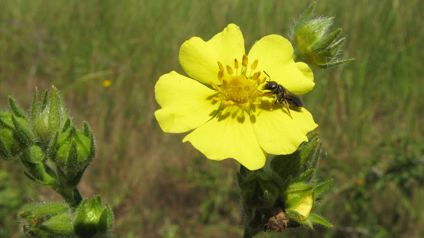 Изображение особи Potentilla recta ssp. pilosa.