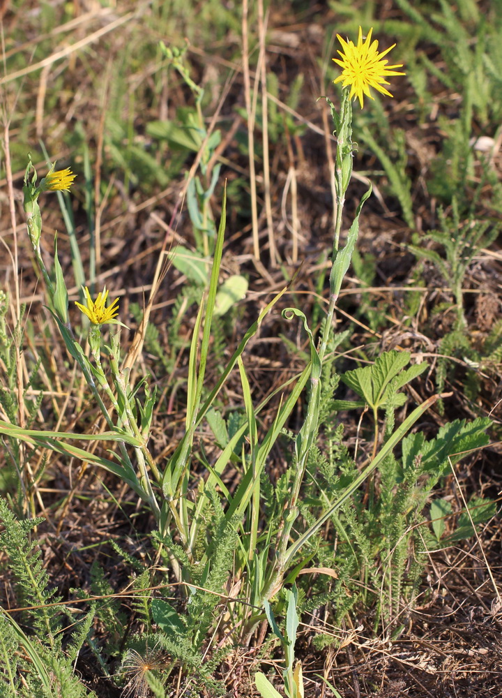 Изображение особи род Tragopogon.