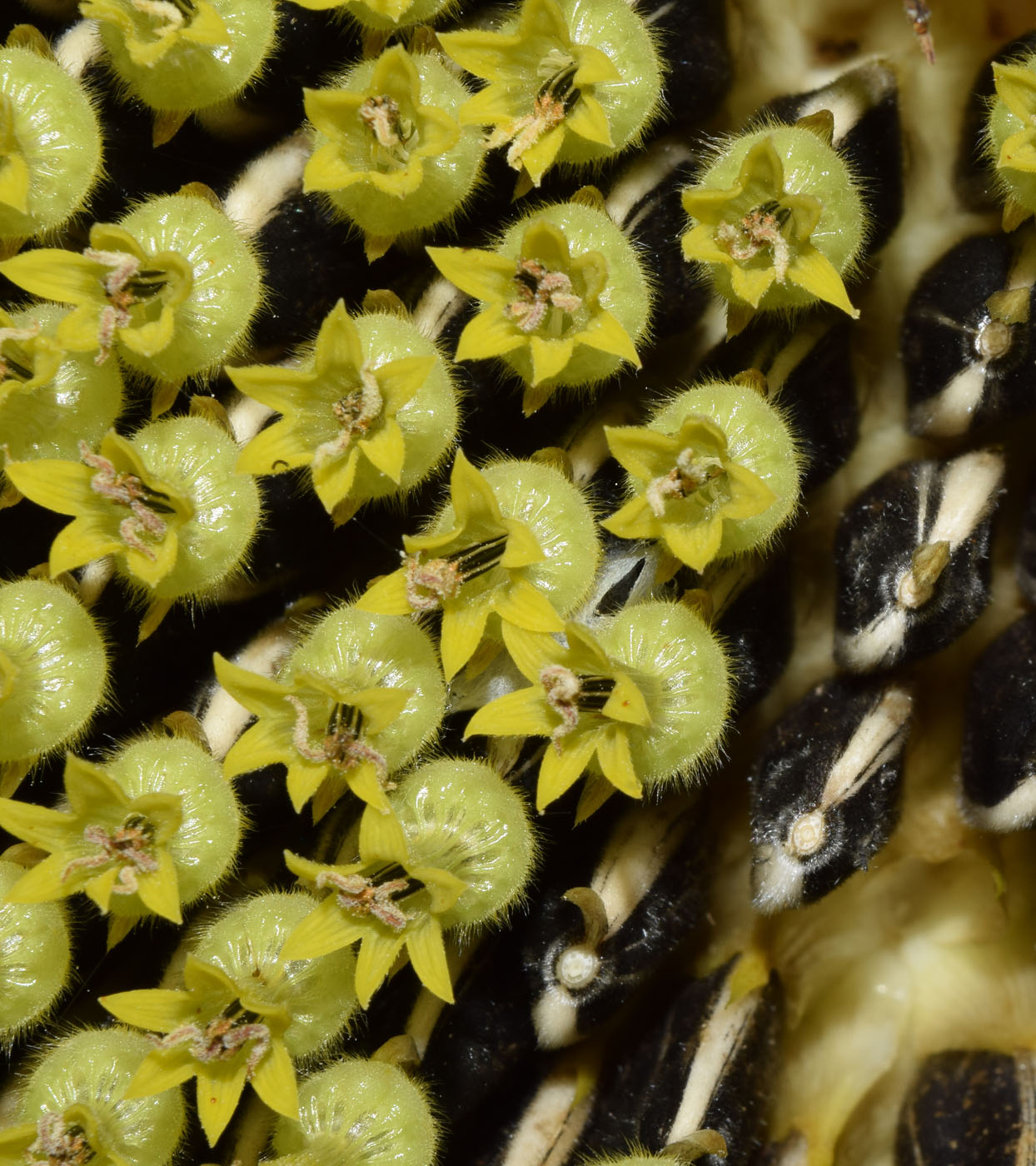 Image of Helianthus annuus specimen.