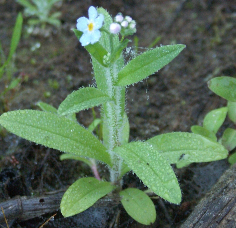 Image of Myosotis lithuanica specimen.