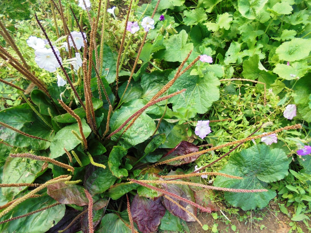 Image of Plantago major specimen.