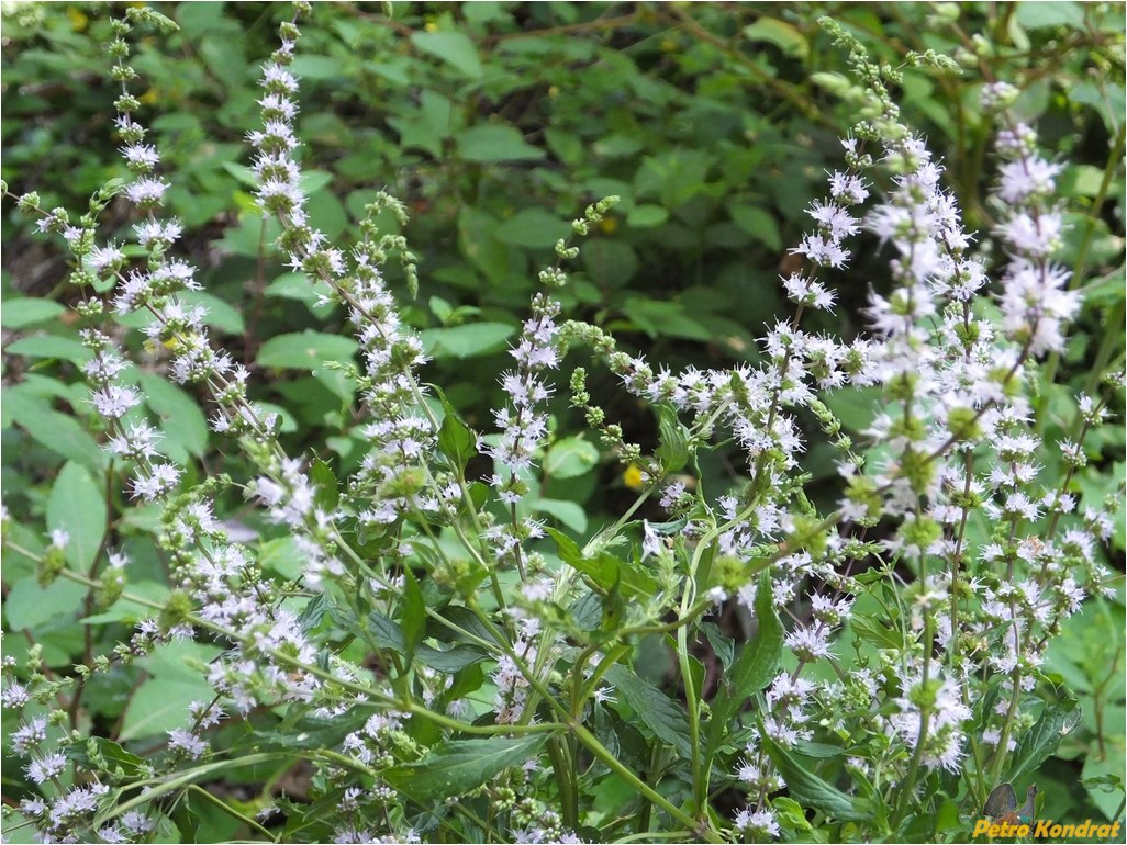 Image of Mentha &times; gracilis specimen.