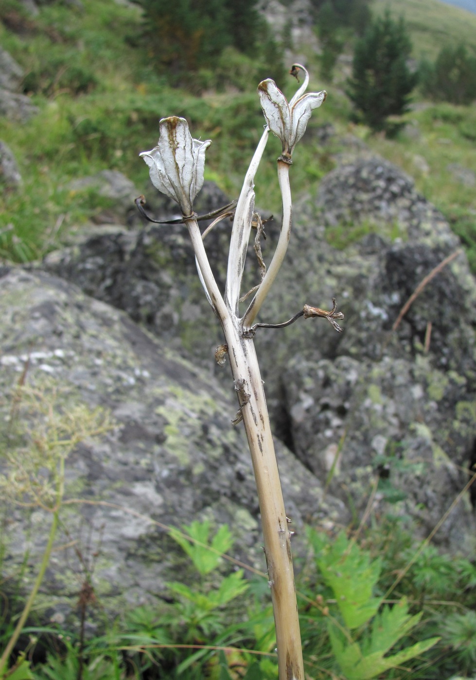 Image of Lilium monadelphum specimen.