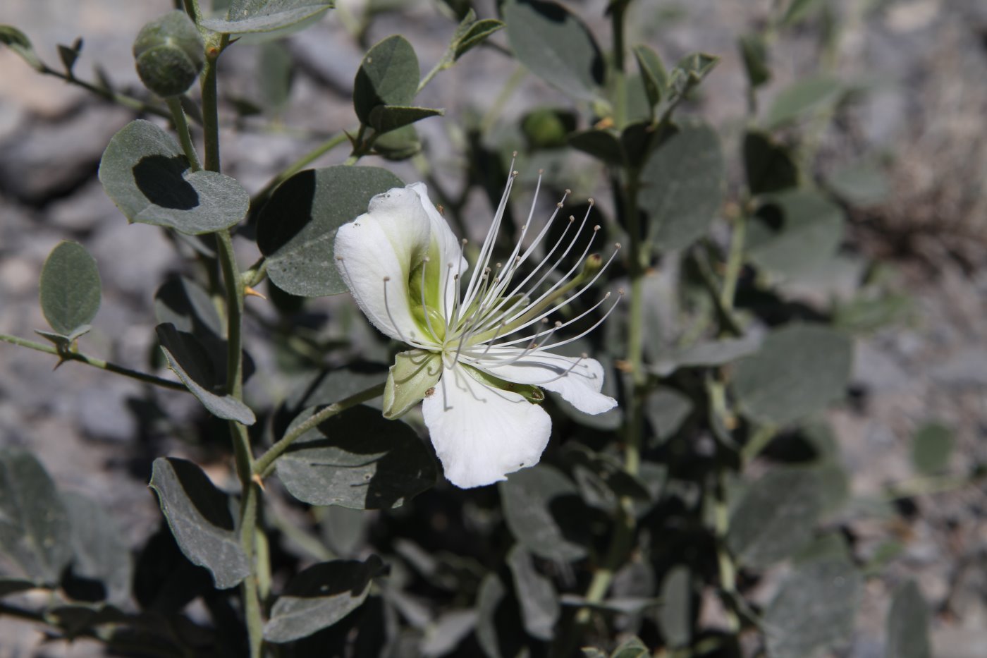 Изображение особи Capparis herbacea.