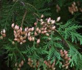 Thuja occidentalis