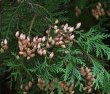 Thuja occidentalis. Ветви с созревшими шишками (культивар). Московская обл., Раменский р-н, окр. дер. Хрипань, садовый участок. 11.09.2017.