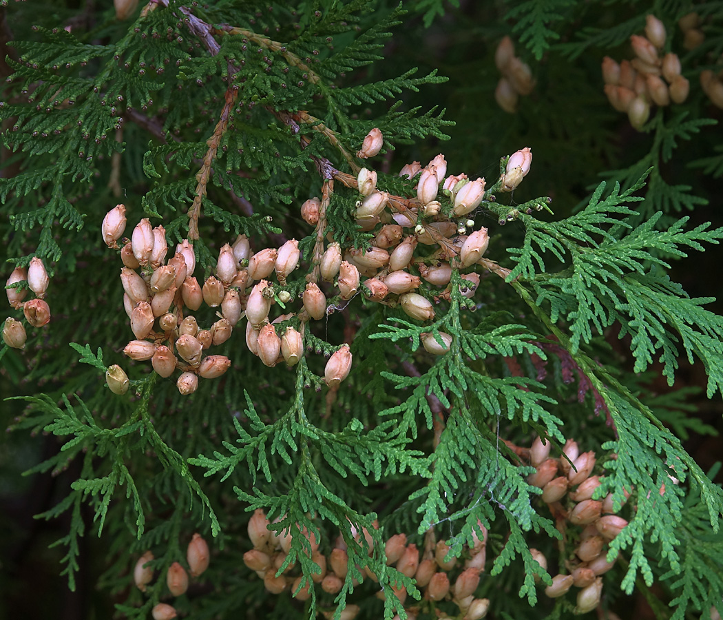 Image of Thuja occidentalis specimen.