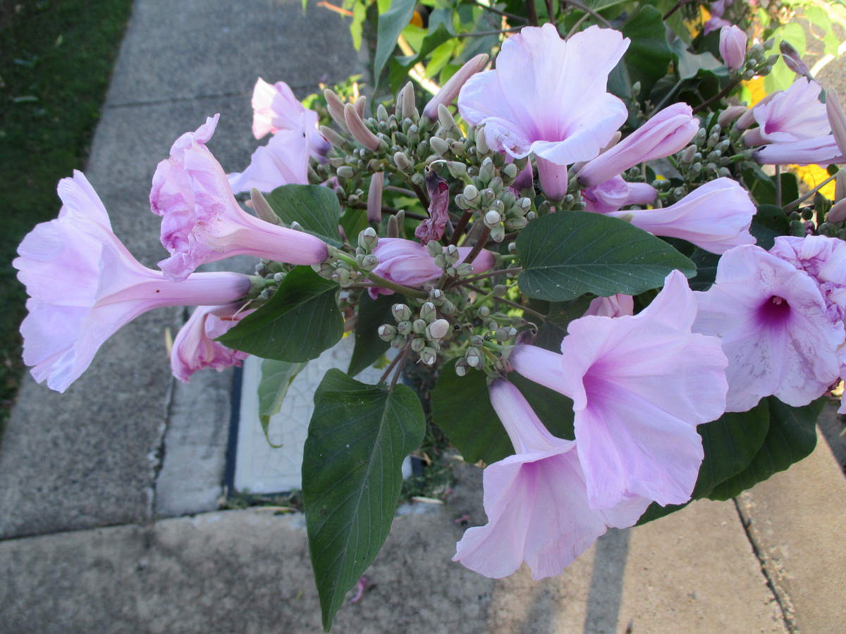 Image of Ipomoea carnea specimen.