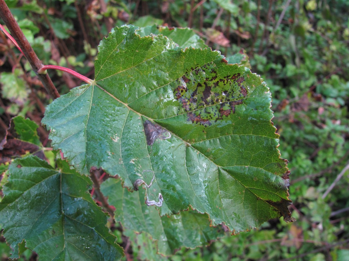Image of Acer tataricum specimen.