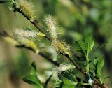 Salix myrsinifolia