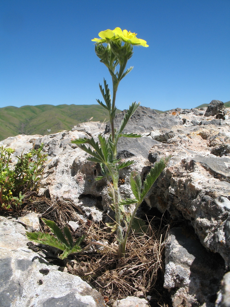 Image of Potentilla pedata specimen.