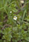 Euphrasia maximowiczii. Верхушка цветущего побега. Сахалинская обл., Охинский р-н; п-в Шмидта, бассейн р. Пильво, заросшая грунтовая дорога. 14.07.2017.