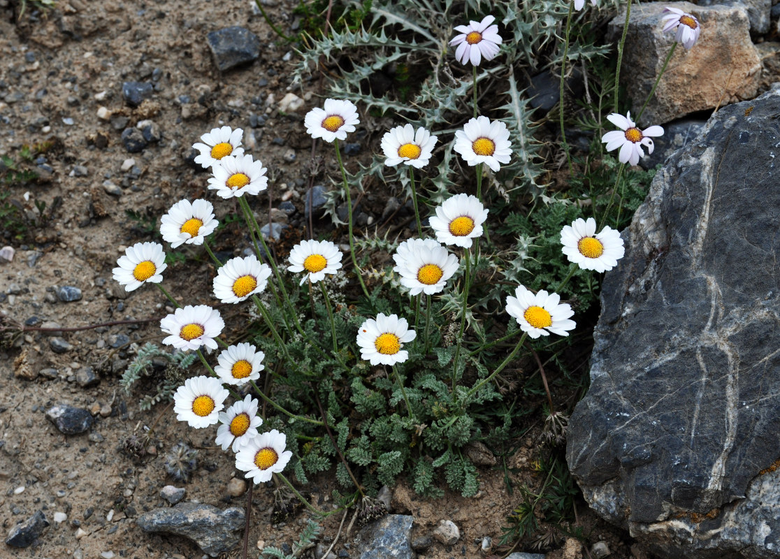 Image of Richteria pyrethroides specimen.