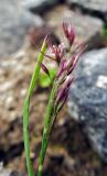 Agrostis mertensii