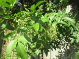 Schinus terebinthifolia. Соцветия и листья. Австралия, г. Брисбен, уличное озеленение. 27.02.2016.