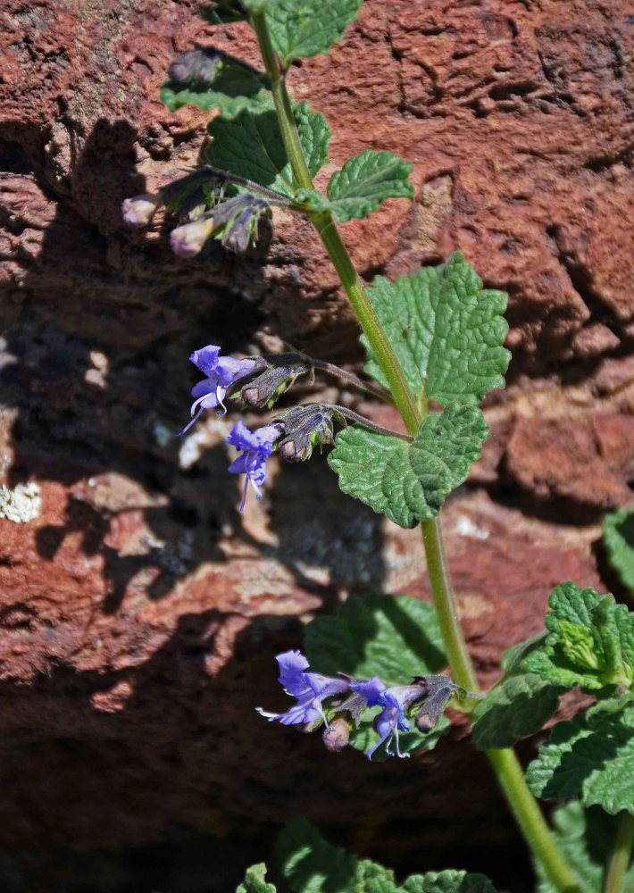 Image of Lophanthus chinensis specimen.