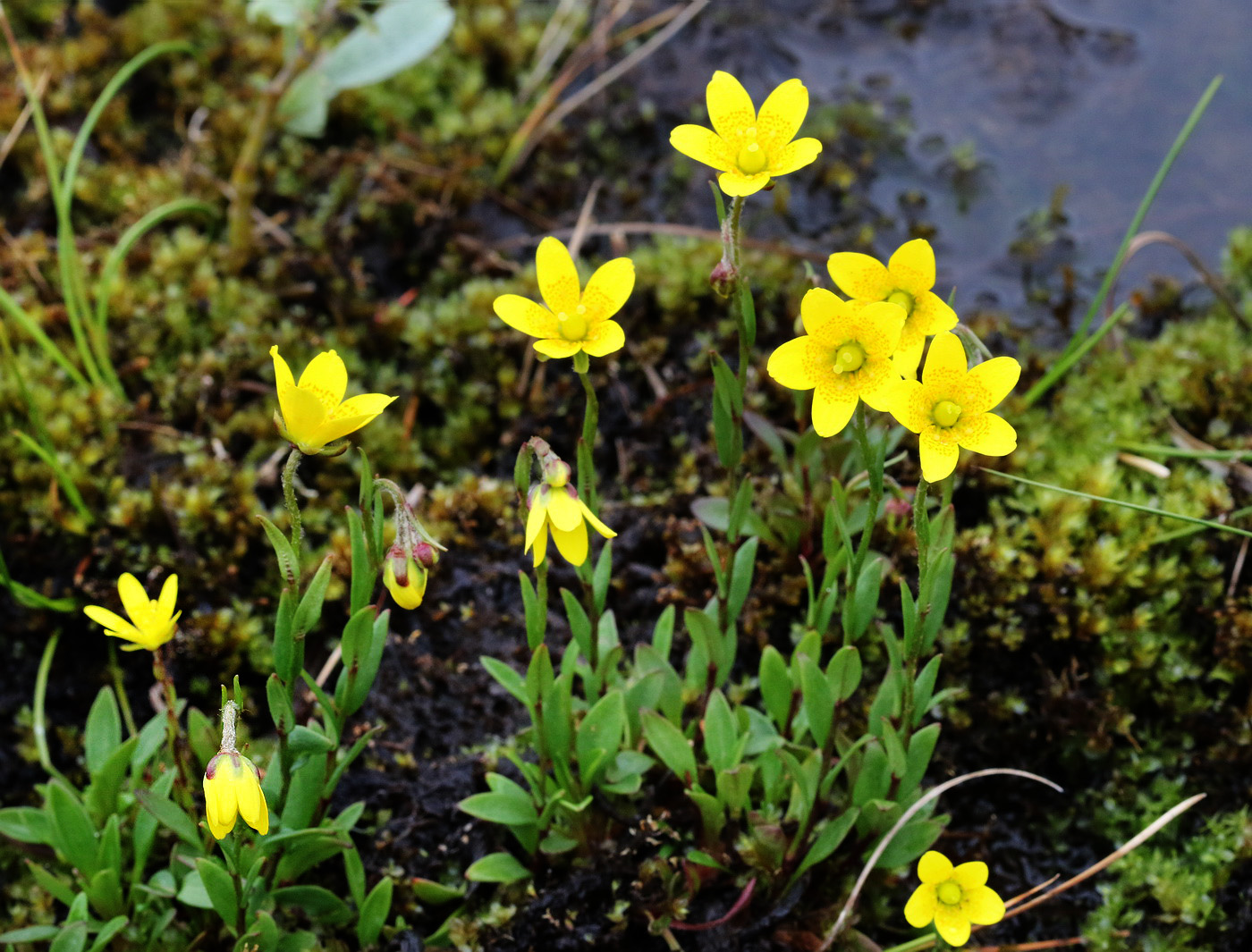 Изображение особи Saxifraga hirculus.