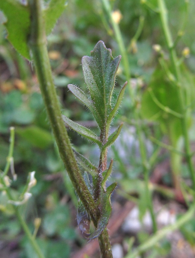 Image of Barbarea arcuata specimen.
