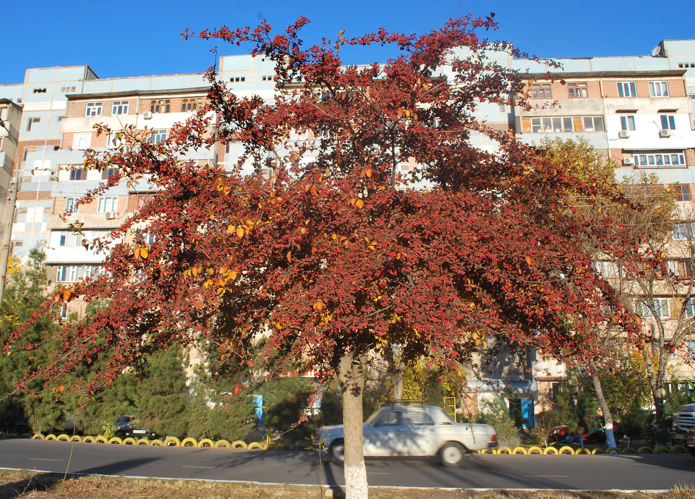 Изображение особи род Crataegus.