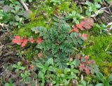 Erodium cicutarium. Вегетирующее растение среди мха и Caryophyllaceae. Краснодарский край, Абинский р-н, ст. Холмская, луг. 03.02.2018.