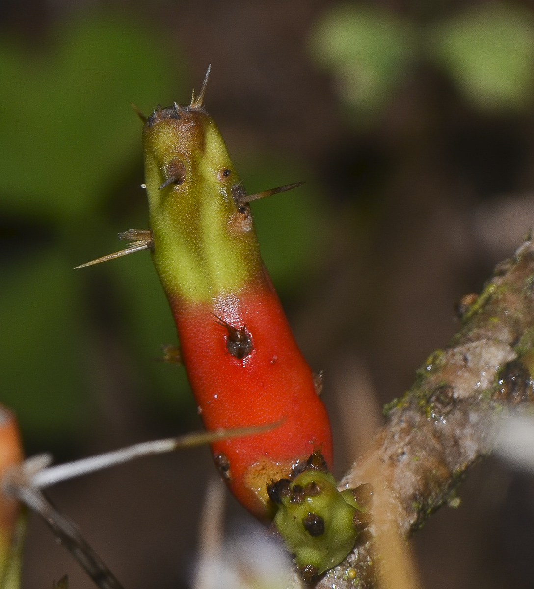 Изображение особи Cylindropuntia leptocaulis.