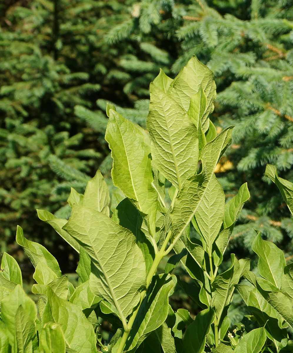 Изображение особи Euonymus europaeus.