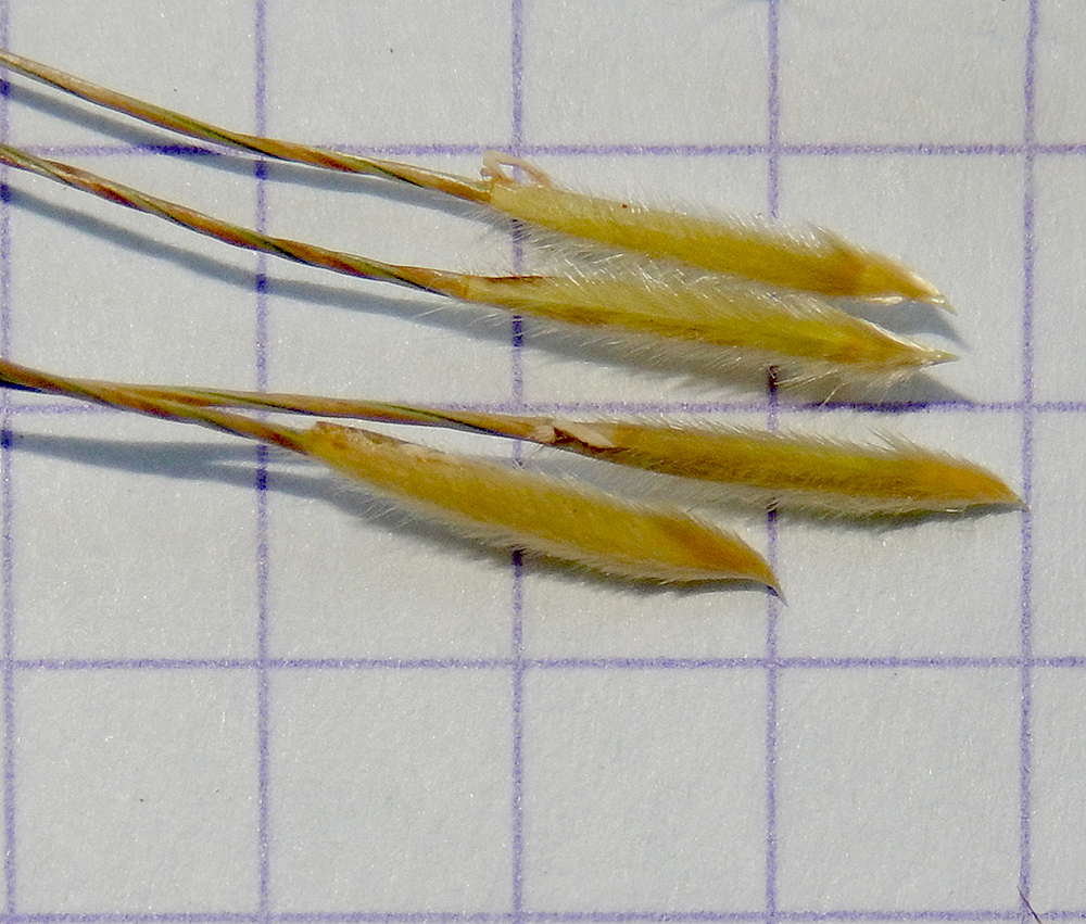 Image of Stipa lessingiana specimen.