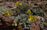 Potentilla nivea