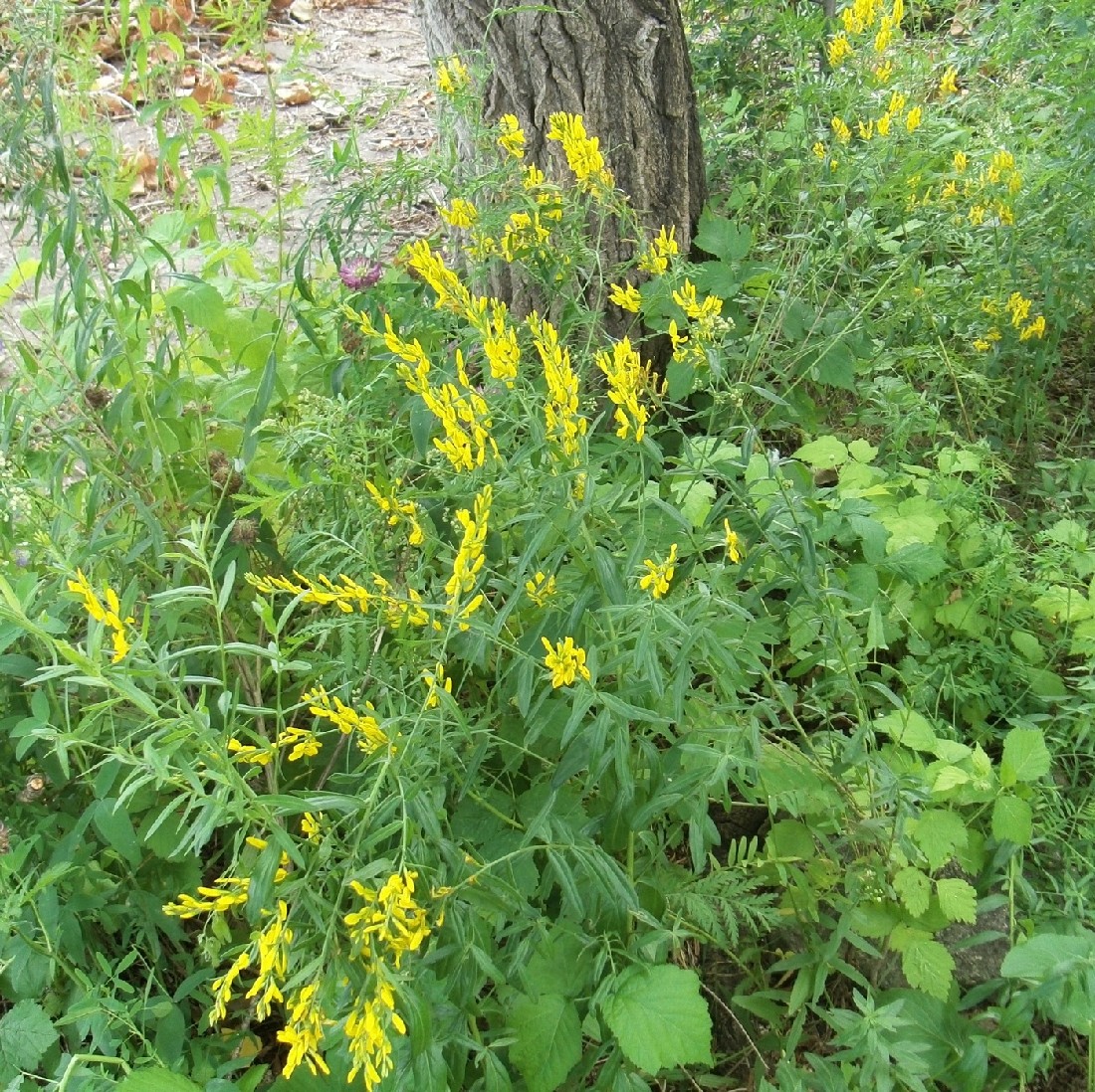 Image of Genista tinctoria specimen.