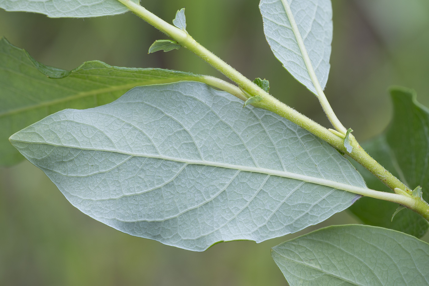 Изображение особи Salix starkeana.