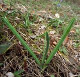 Ornithogalum ponticum