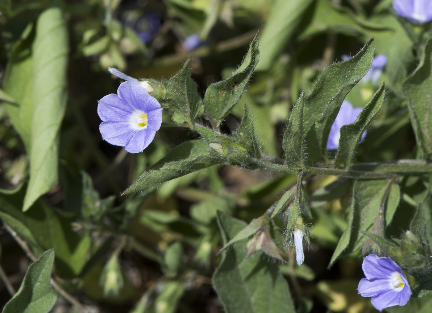 Image of Convolvulus siculus specimen.