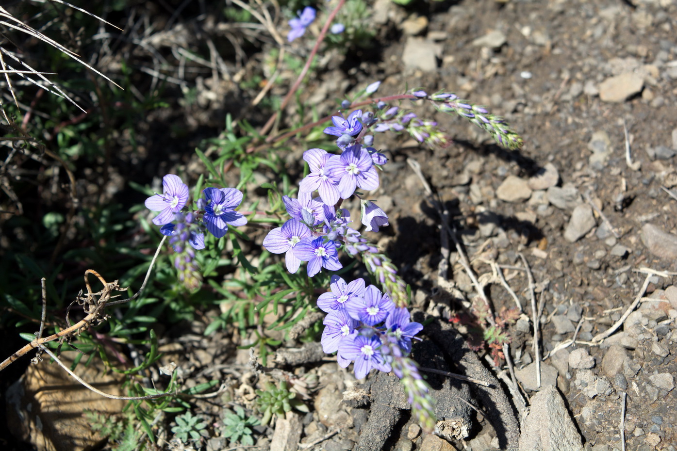 Image of Veronica multifida specimen.