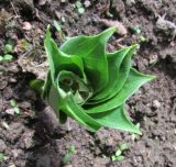 Paris japonica