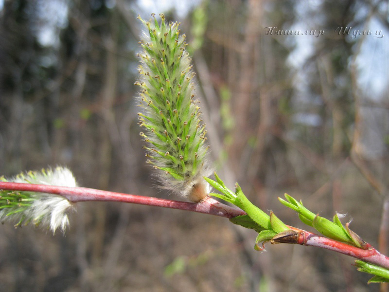 Image of Salix acutifolia specimen.