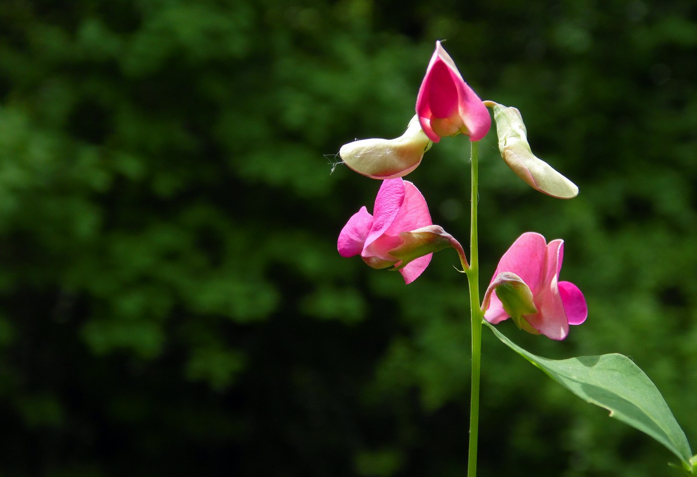 Image of Lathyrus roseus specimen.