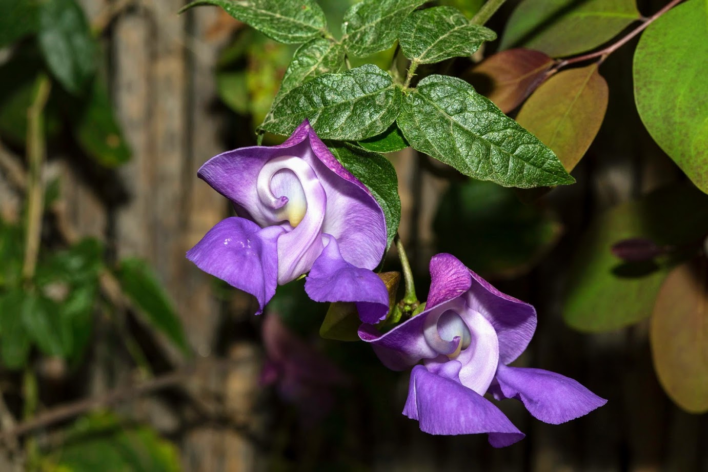 Изображение особи Vigna speciosa.